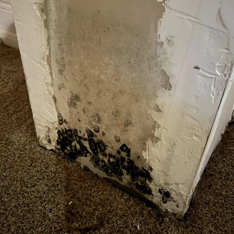 Professional Mold Removal in Horseshoe Bay, TX